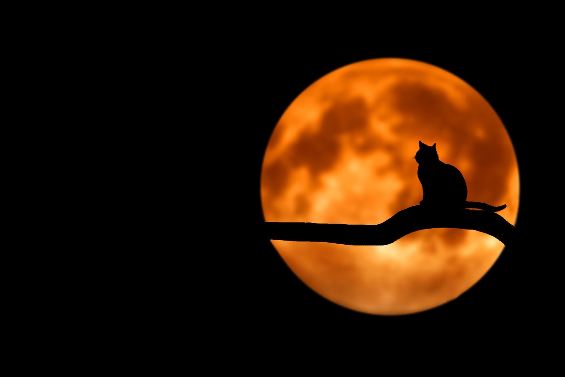 アドベンチャー サブリナ ダーク 『サブリナ：ダークアドベンチャー』のプレミアに黒猫が登場！プロ意識の高さに喝采
